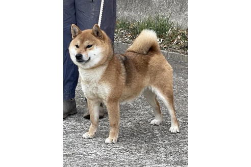 成約済の千葉県の柴犬-181128の4枚目