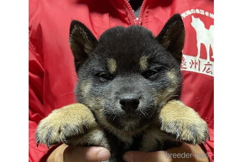 成約済の千葉県の柴犬-181128の3枚目