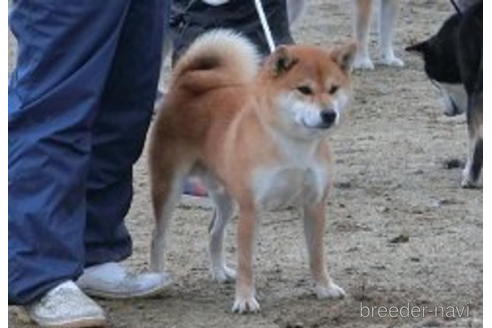 成約済の千葉県の柴犬-181132の2枚目