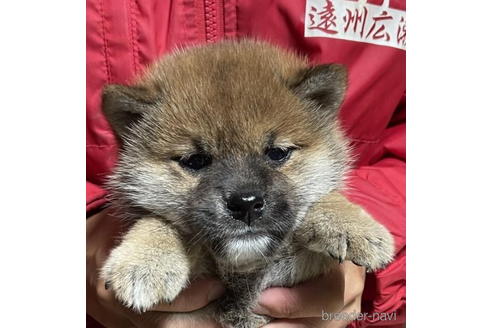 成約済の千葉県の柴犬-181132の1枚目