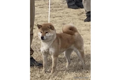 成約済の千葉県の柴犬-181132の3枚目
