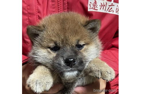 成約済の千葉県の柴犬-181132の4枚目