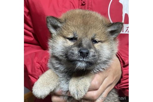 成約済の千葉県の柴犬-181133の1枚目