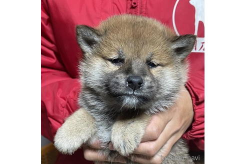 成約済の千葉県の柴犬-181133の2枚目