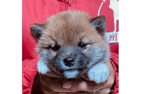 成約済の千葉県の柴犬-181134