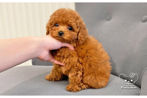 成約済の愛知県のタイニープードル-181140の5枚目