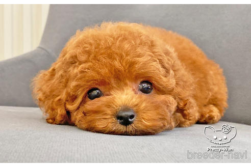 成約済の愛知県のタイニープードル-181140の4枚目