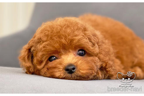 成約済の愛知県のタイニープードル-181140