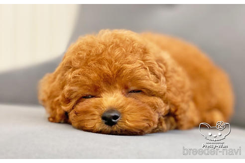 成約済の愛知県のタイニープードル-181140の3枚目