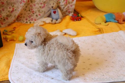 成約済の愛知県のトイプードル-173838の3枚目