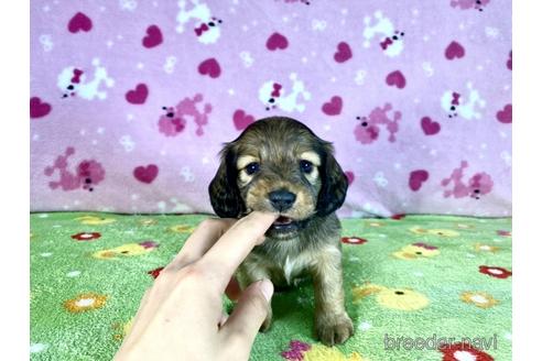 成約済の兵庫県のカニンヘンダックスフンド(ロングヘアード)-181157の4枚目