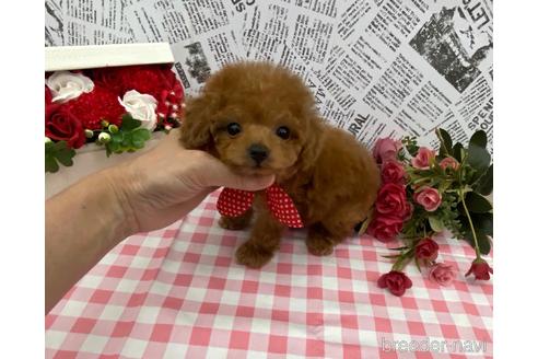 成約済の大阪府のティーカッププードル-181205の2枚目