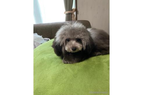 成約済の愛知県のティーカッププードル-168140の9枚目