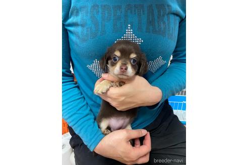 成約済の静岡県のチワックス:チワワ×ミニチュアダックスフンド-177429の1枚目