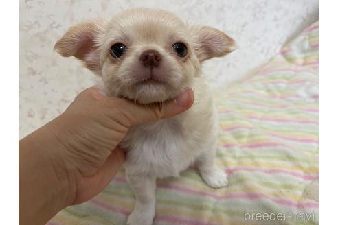 成約済の新潟県のチワワ(ロングコート)-177418の8枚目