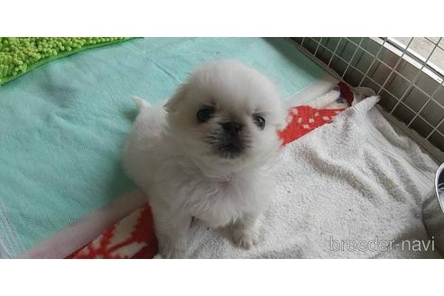 成約済の愛知県のペキニーズ-176351の7枚目