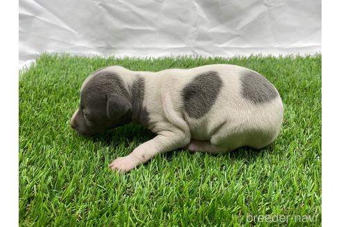 成約済の埼玉県のイタリアングレーハウンド(イタグレ)-181257の5枚目