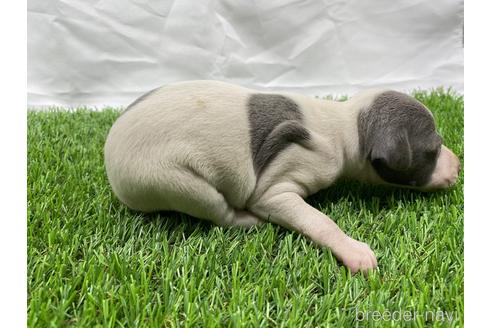 成約済の埼玉県のイタリアングレーハウンド(イタグレ)-181257の6枚目