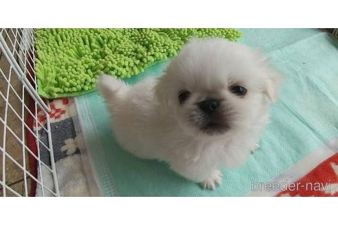 成約済の愛知県のペキニーズ-176353の3枚目