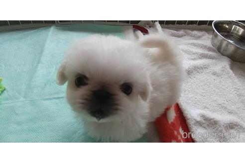 成約済の愛知県のペキニーズ-176355の8枚目