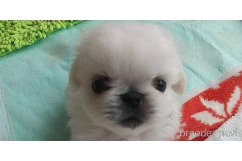 成約済の愛知県のペキニーズ-176355の6枚目