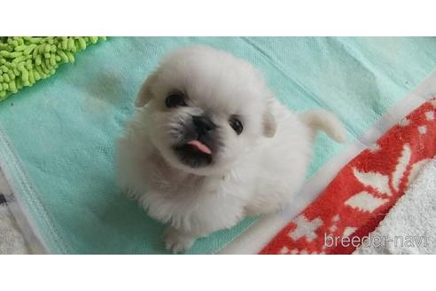 成約済の愛知県のペキニーズ-176355の4枚目