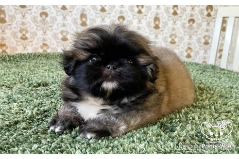 成約済の愛知県のペキニーズ-181305の3枚目