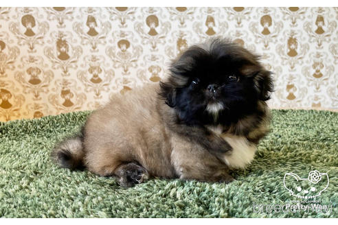 成約済の愛知県のペキニーズ-181305の4枚目