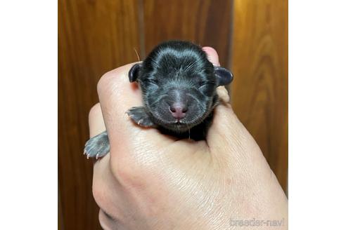 成約済の福岡県のミニチュアダックスフンド(ロングヘアード)-181334の6枚目