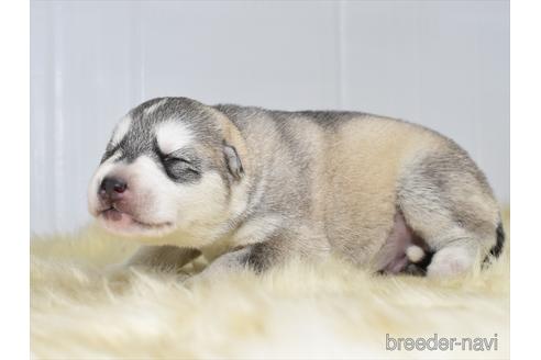 成約済の愛知県のシベリアンハスキー-181335の4枚目