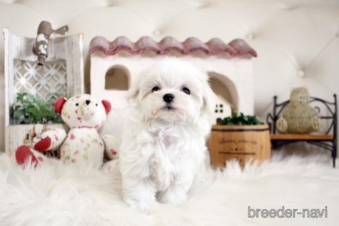 成約済の佐賀県のマルチーズ-180166