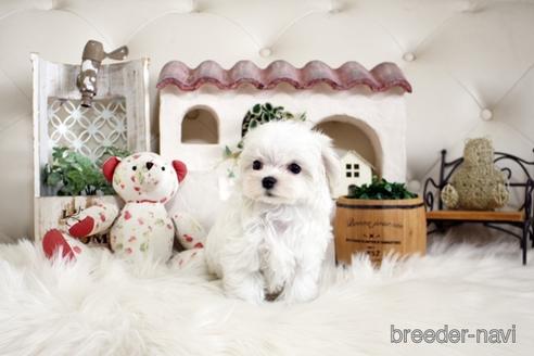 成約済の佐賀県のマルチーズ-180166の5枚目