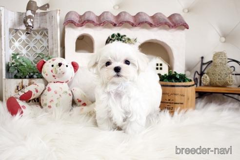 成約済の佐賀県のマルチーズ-180166の4枚目