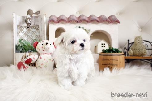 成約済の佐賀県のマルチーズ-180166の3枚目