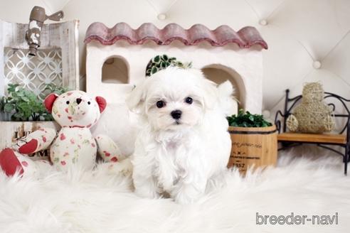 成約済の佐賀県のマルチーズ-180166の2枚目