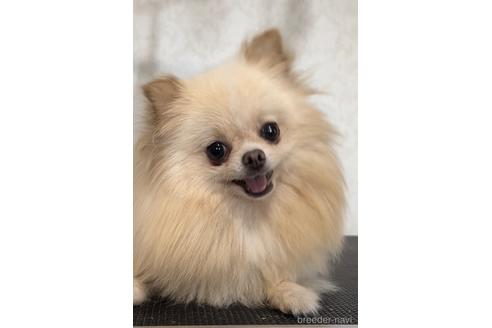 こむぎちゃん1枚目
