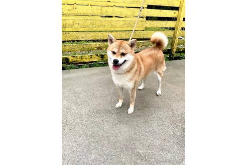 成約済の奈良県の柴犬-181349の1枚目