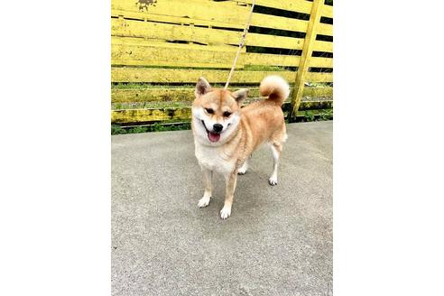 成約済の奈良県の柴犬-181349の5枚目