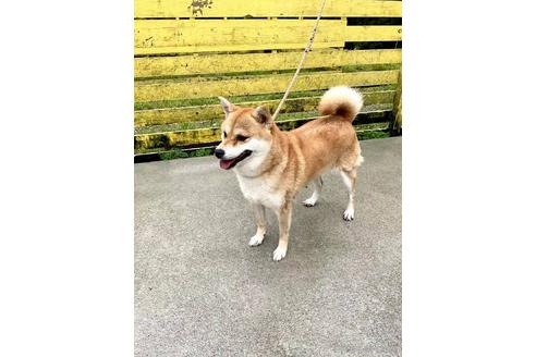 成約済の奈良県の柴犬-181349の4枚目