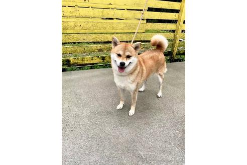 成約済の奈良県の柴犬-181349の2枚目