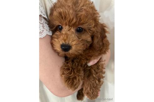 成約済の埼玉県のトイプードル-172597の8枚目