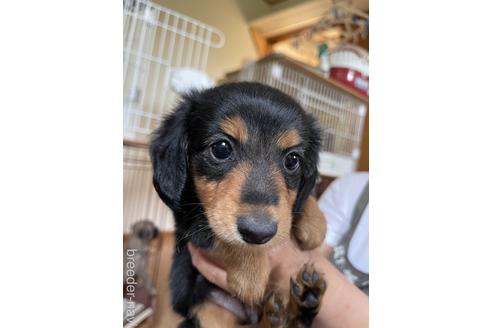成約済の千葉県のミニチュアダックスフンド(ロングヘアード)-180262の1枚目