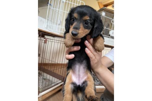 成約済の千葉県のミニチュアダックスフンド(ロングヘアード)-180262の3枚目