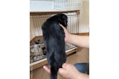 成約済の千葉県のミニチュアダックスフンド(ロングヘアード)-180262の2枚目