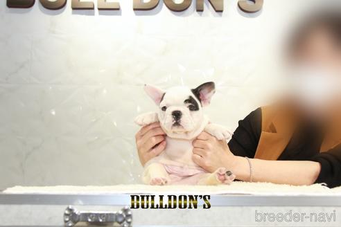 成約済の東京都のフレンチブルドッグ-181221の4枚目