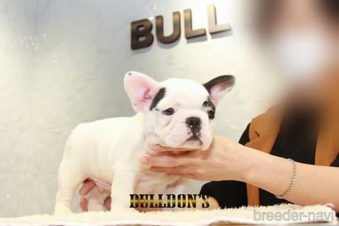 成約済の東京都のフレンチブルドッグ-181221の2枚目