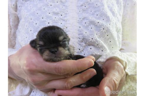 成約済の愛知県のチワワ(ロングコート)-180158の1枚目