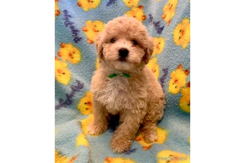 成約済の東京都のミックス犬-176789の25枚目