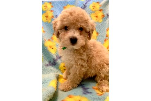 成約済の東京都のミックス犬-176789の24枚目