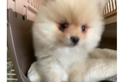 成約済の愛媛県のポメラニアン-181424の1枚目